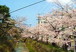 熊坂川の桜写真